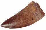 Serrated, Carcharodontosaurus Tooth - Gorgeous Enamel #191965-1